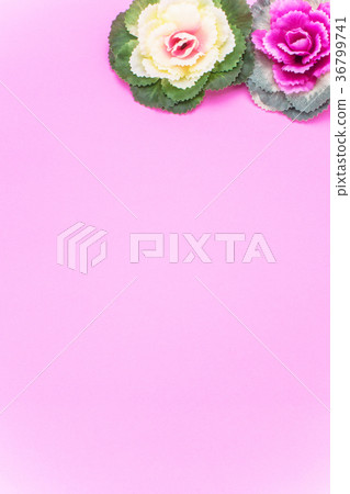 New spring material New spring material 36799741