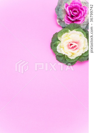 New spring material New spring material 36799742