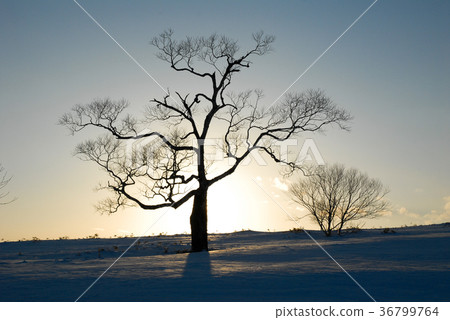 Doto在冬天摩西山樹的剪影與日落回來（北海道） 36799764