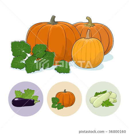 Icons Pumpkin, Eggplant,  Zucchini 36800160