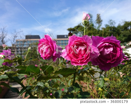 Flower flower flower 36800179