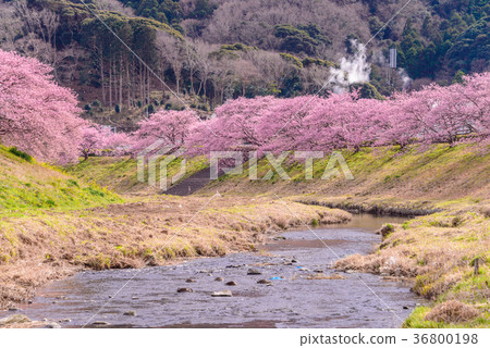 [Mizuizu Town, Shizuoka Prefecture] Kawazu Sakura along the Aono River 36800198