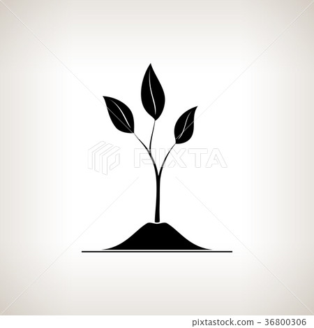 Sprout ,Shoot on a Light Background Sprout ,Shoot on a Light Background 36800306