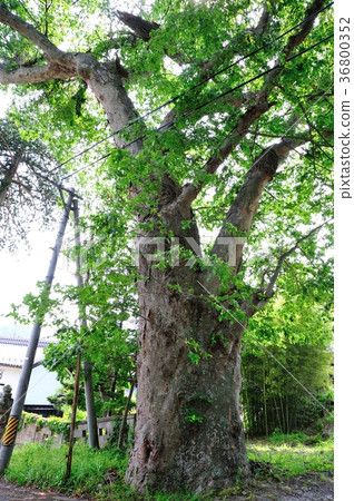 Zelkova Zelkova 36800352
