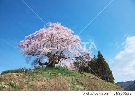 一棵櫻花樹 - 意識的Hikanzakura 一棵櫻花樹 - 意識的Hikanzakura 36800532