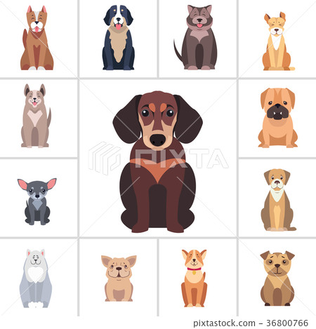Dachshund and Other Dog Breeds Illustrations Set 36800766