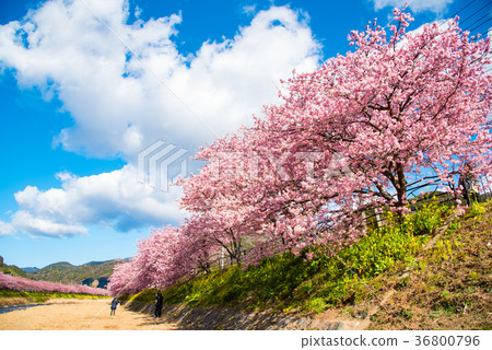河津櫻花 36800796