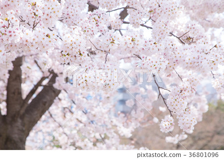 Somei Yoshino Someiyoshi櫻花盛開的櫻花櫻花櫻花Somei Yoshino複製空間人物空間 Somei Yoshino Someiyoshi櫻花盛開的櫻花櫻花櫻花Somei Yoshino複製空間人物空間 36801096