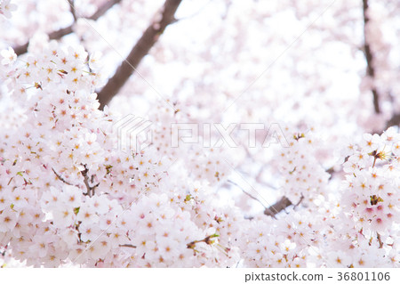 Somei Yoshino Someiyoshi cherry blossoms, cherry blossoms in full bloom Sakura Sakura Somei Yoshino Copy space Character space 36801106
