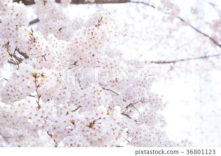 Somei Yoshino Someiyoshi cherry blossoms, cherry blossoms in full bloom Sakura Sakura Somei Yoshino Copy space Character space 36801123