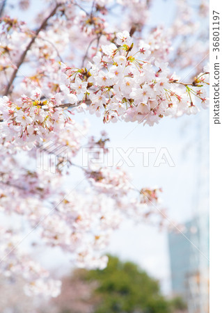 Season of cherry blossoms Cherry blossoms Cherry blossom viewing at Shimei Yosino park 36801197