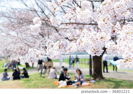 櫻花的季節櫻花在Shimei Yosino公園觀賞櫻花 櫻花的季節櫻花在Shimei Yosino公園觀賞櫻花 36801221