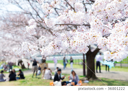 櫻花的季節櫻花在Shimei Yosino公園觀賞櫻花 36801222