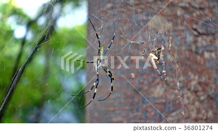 Spiders pictures - Shameless Spider 36801274