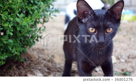 Black road cat 36801276