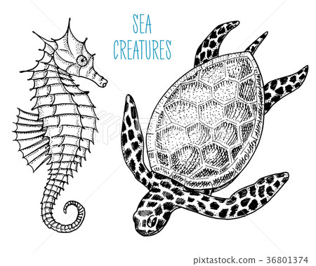 sea creature cheloniidae or green turtle and sea creature cheloniidae or green turtle and 36801374