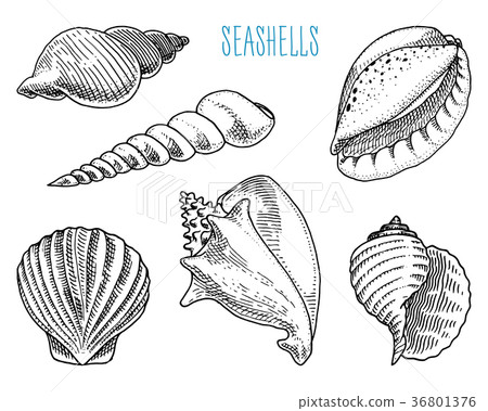 seashells or mollusca different forms. sea 36801376