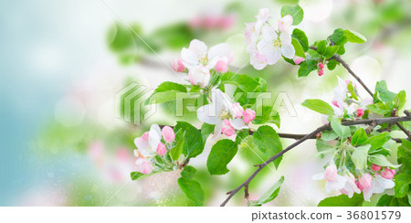 Apple tree blossom 36801579