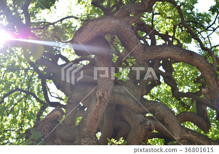 Sun beam and twisted branches 36801615