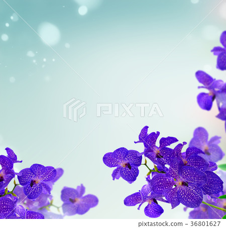 Bunch of blue orchids Bunch of blue orchids 36801627