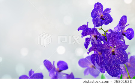 Bunch of blue orchids Bunch of blue orchids 36801628