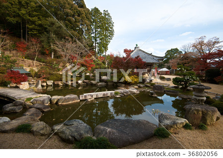 Zenji寺秋葉2017年 36802056