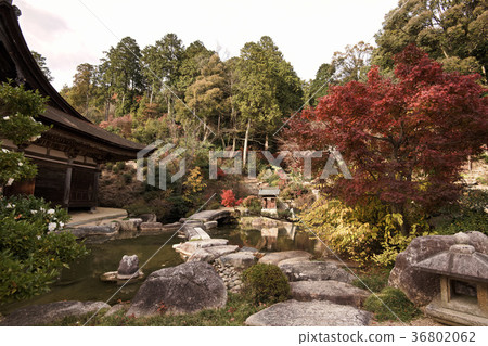 Zenji Temple Fall leaves 2017 36802062