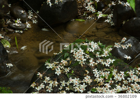 Tung oil flower season, May snow, tung tree flower, flower, flower, flower, trail, romance, comfort, tranquility, 36802109