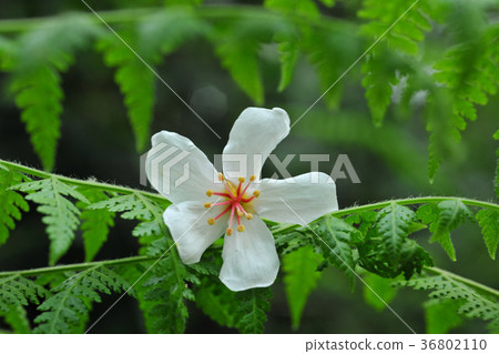 油桐花季,五月雪,油桐花,花卉,花朵,花,步道,浪漫,舒適,寧靜, 36802110