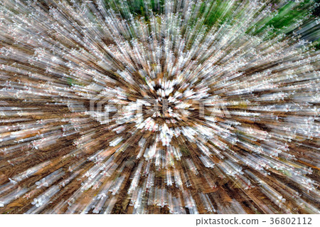 油桐花季,五月雪,油桐花,花卉,花朵,花,步道,浪漫,舒適,寧靜, 36802112