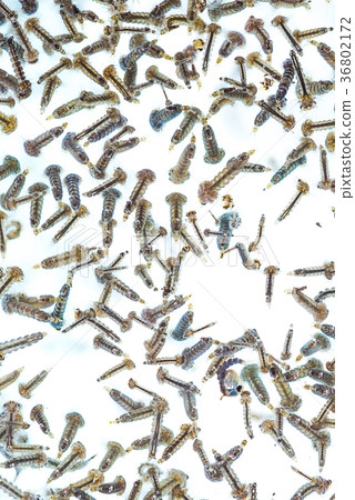 Mosquito larvae in water on white background. 36802172