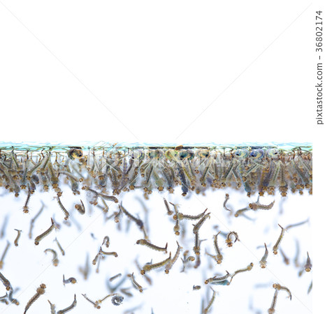 Mosquito larvae in water on white background. 36802174