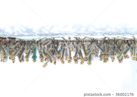Mosquito larvae in water on white background. 36802176