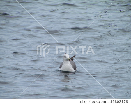 Seaside bird 36802178