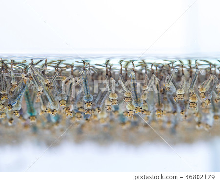 Mosquito larvae in water on white background. 36802179