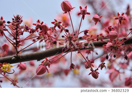 陣雨樹,花,花瓣,開花,植物,葉子,特別的,特殊,特寫,溫馨,愛情,熱情 36802329