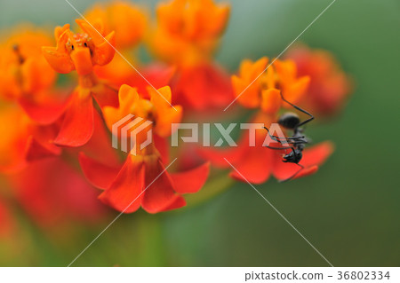 橘黃色,花,花瓣,開花,植物,葉子,特別的,特殊,特寫,溫馨,愛情,熱情 橘黃色,花,花瓣,開花,植物,葉子,特別的,特殊,特寫,溫馨,愛情,熱情 36802334