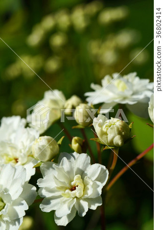 Clean and beautiful Shijimibana Clean and beautiful Shijimibana 36802414