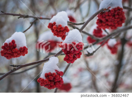 Red berries of mountain ash under the snow. 36802467