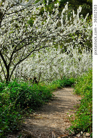李子,種植,果樹,花,花瓣,開花,植物,葉子,特別的,特殊,特寫,果園 36802503