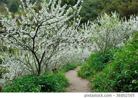 李子,種植,果樹,花,花瓣,開花,植物,葉子,特別的,特殊,特寫,果園 36802505