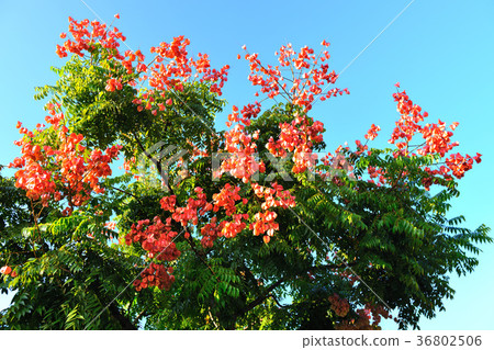李子,種植,果樹,花,花瓣,開花,植物,葉子,特別的,特殊,特寫,果園 36802506