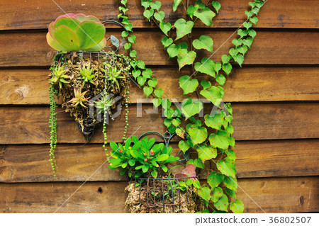 木板,種植,藤蔓,盆栽,爬藤,植物,葉子,特別的,特殊,特寫 木板,種植,藤蔓,盆栽,爬藤,植物,葉子,特別的,特殊,特寫 36802507