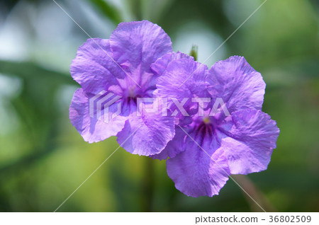 李子,種植,果樹,花,花瓣,開花,植物,葉子,特別的,特殊,特寫,果園 36802509