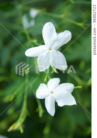 白色花,花,花瓣,開花,植物,葉子,特別的,特殊,特寫 36802723