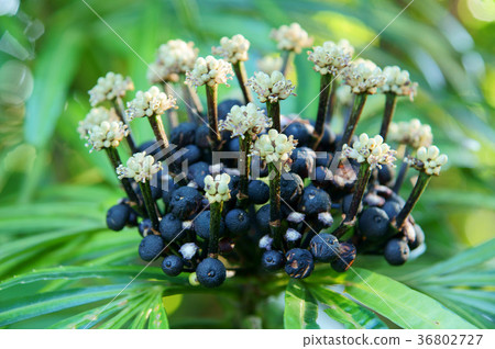 白色花,果實,花,花瓣,開花,植物,葉子,特別的,特殊,特寫 36802727