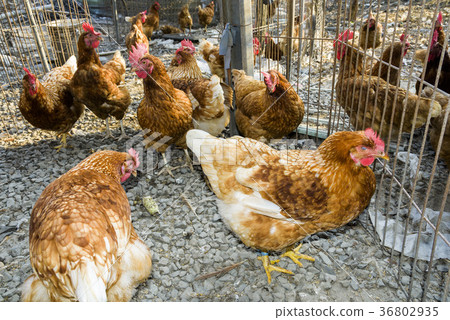 Chickens on traditional free range poultry farm 36802935