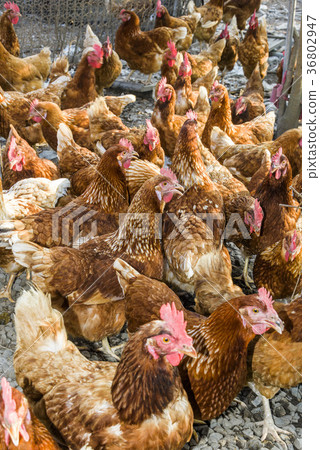 Chickens on traditional free range poultry farm 36802947