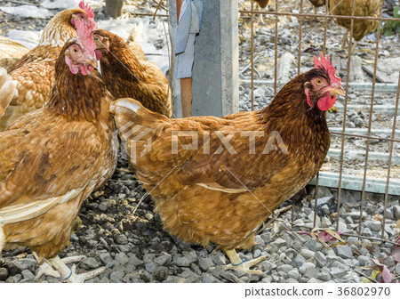Chickens on traditional free range poultry farm 36802970