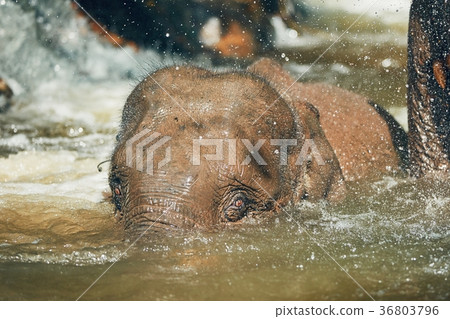Elephant playing in the river 36803796